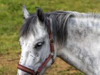 Pferd mit tigergeschecktem Fell Porträt